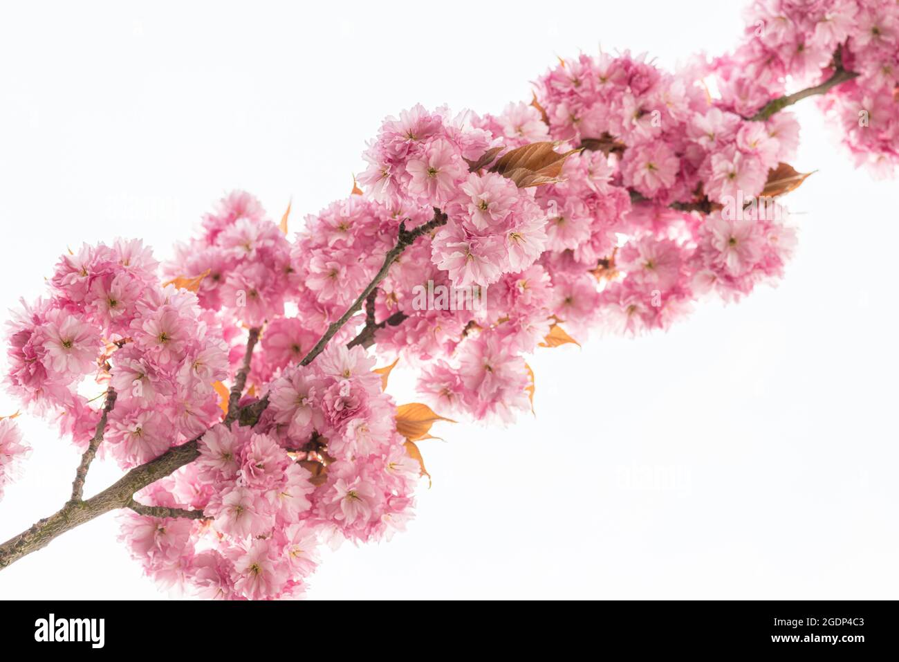 Pink cherry blossom tree in early spring Stock Photo - Alamy