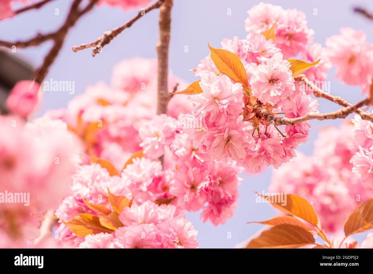 Pink cherry blossom tree in early spring Stock Photo - Alamy