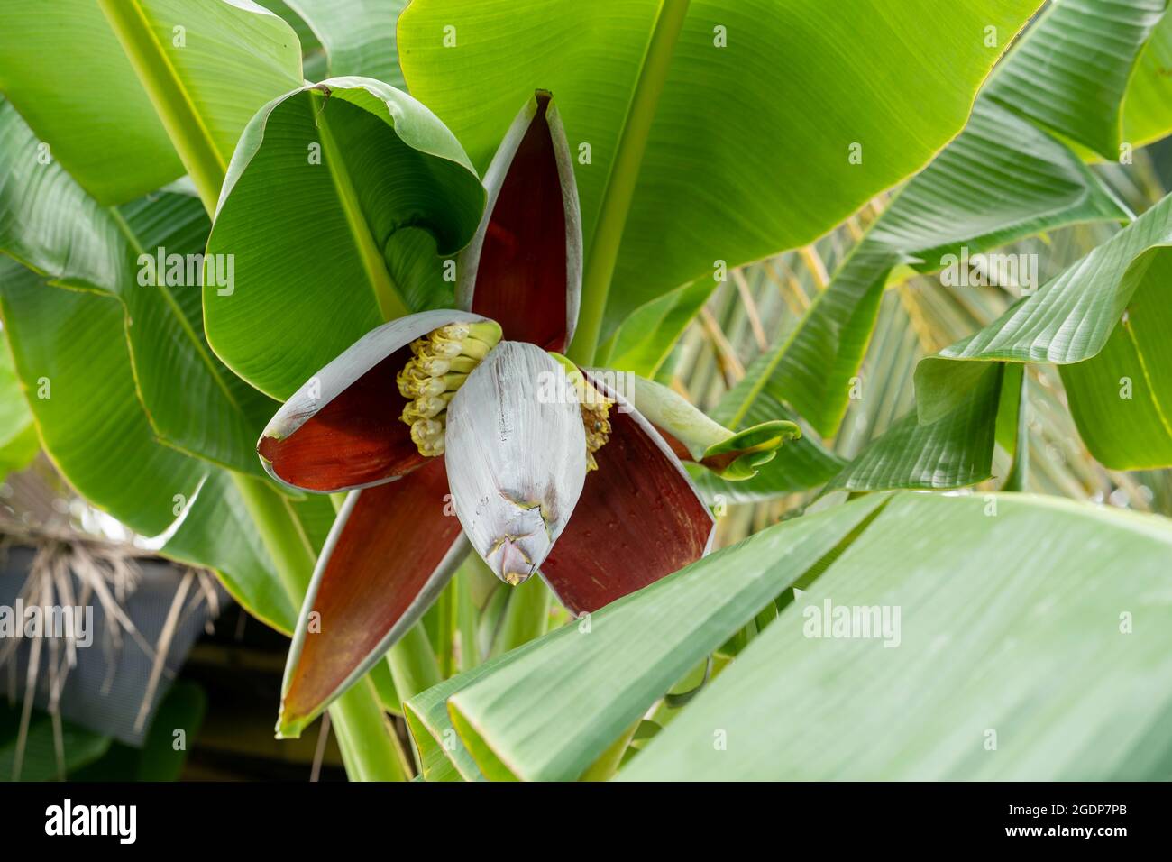 Balbis hi-res stock photography and images - Alamy