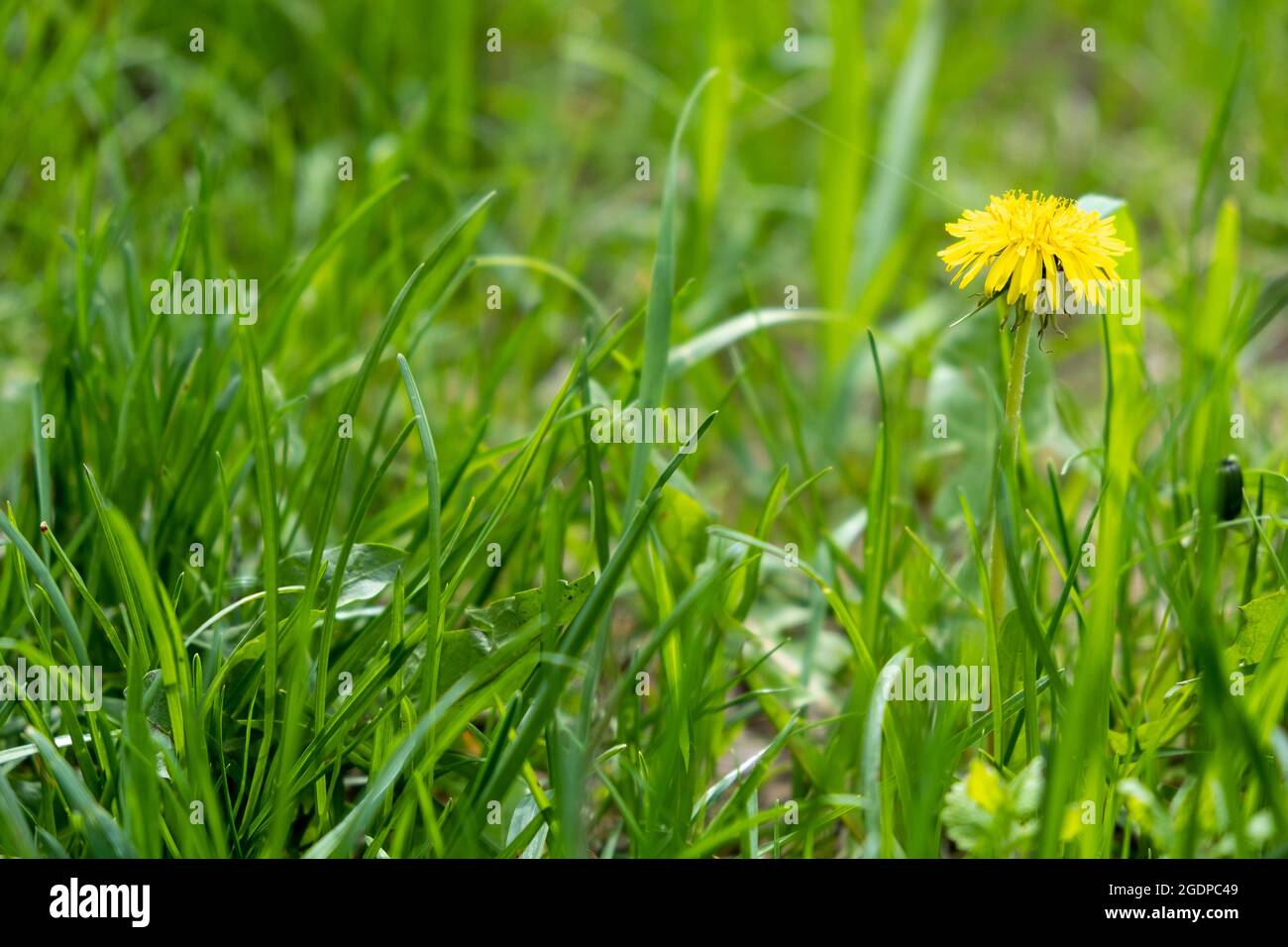 One blooming dandelion in grass, green field and yellow dandelion, selective focus Stock Photo