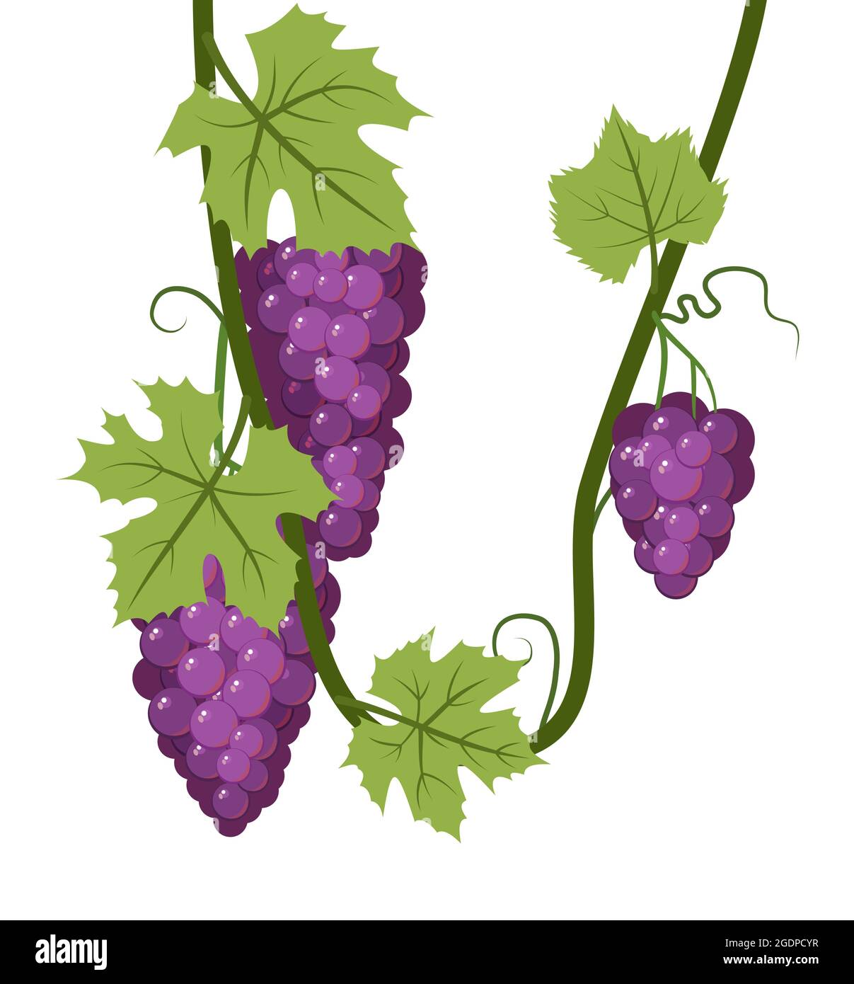 Vine with foliage and bunches of Fragrant red grapes. Viticulture and farming. Branches with berries on a dense bush. Young vineyard. Sweet autumn Stock Vector