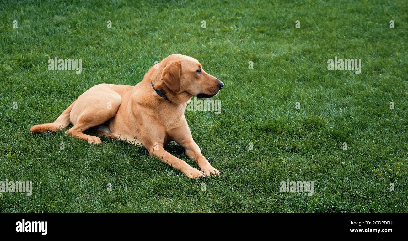 Labrador retriever lies on the grass. Stock Photo