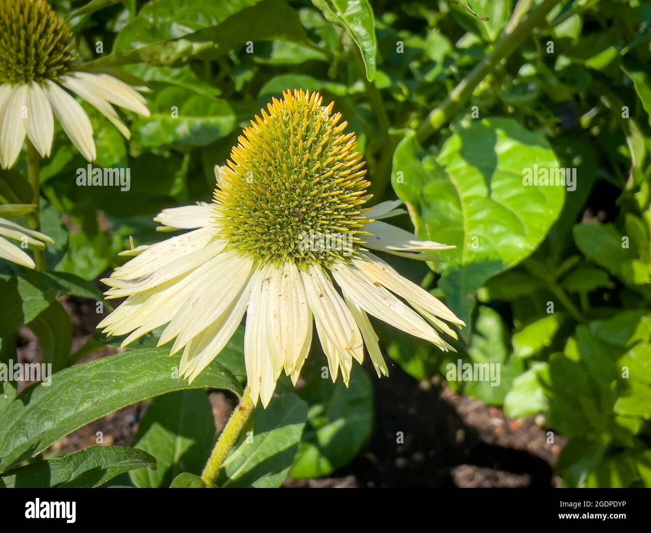 Wonderful flowers in a garden on the Island Lindau, Bavaria, Germany ...