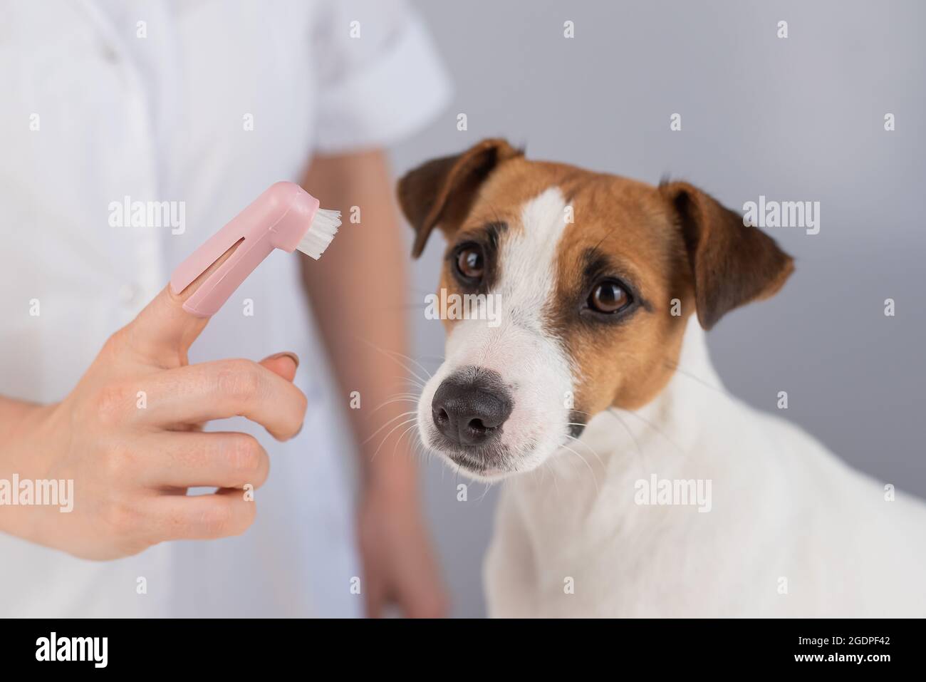 Woman veterinarian brushes the teeth of the dog jack russell terrier with a special brush
