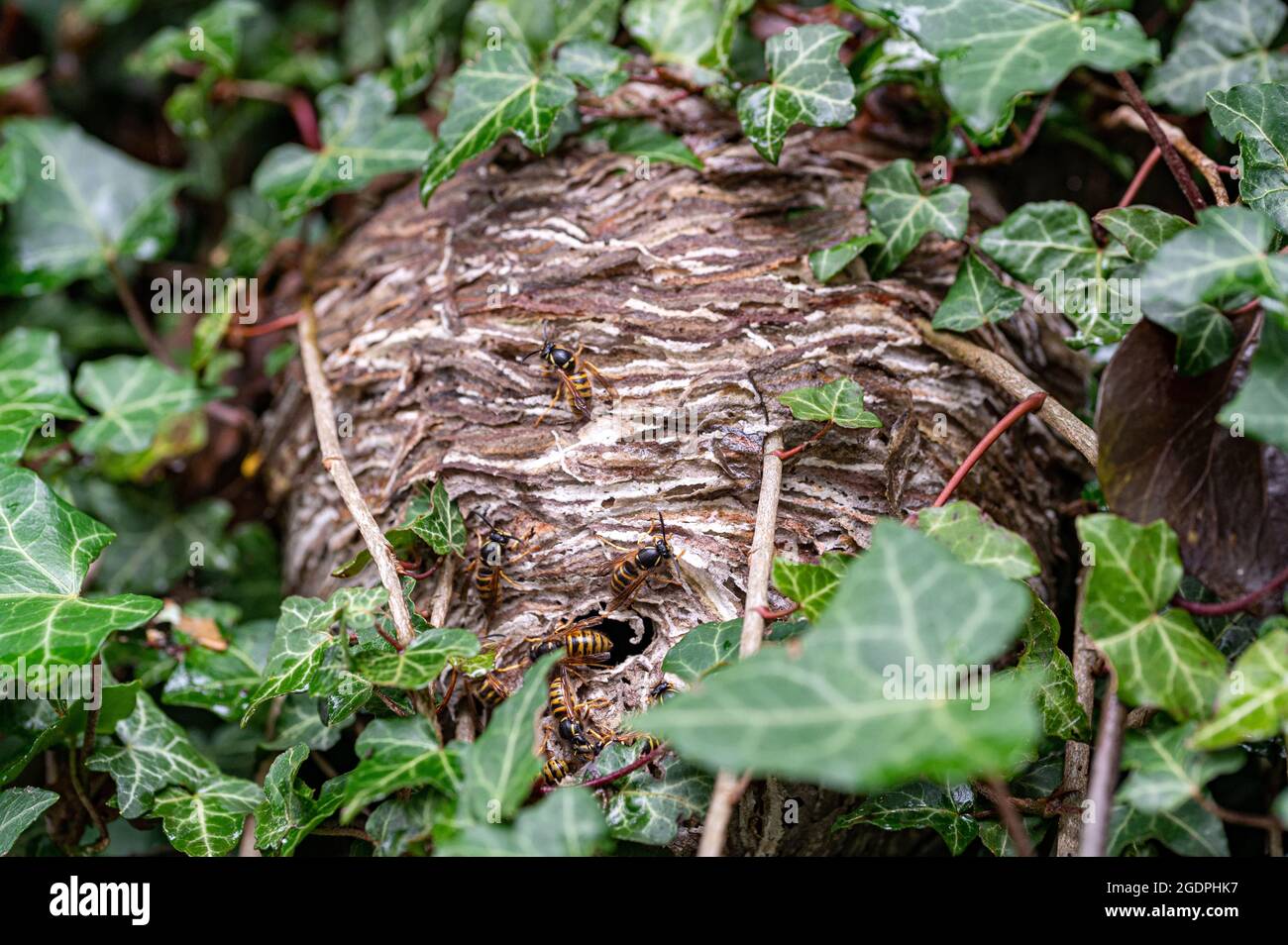 Trapped in Silence: A Wasp Nest Hidden in the Dark, and What Actually Happened
