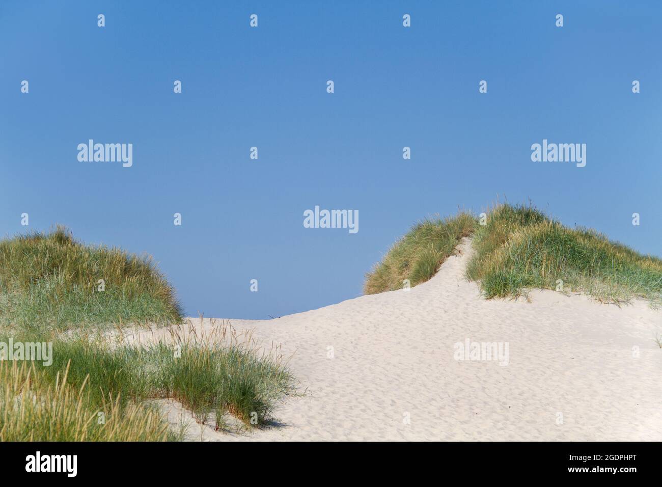 Sandy dunes grown with Marram grass against a clear blue sky Stock Photo