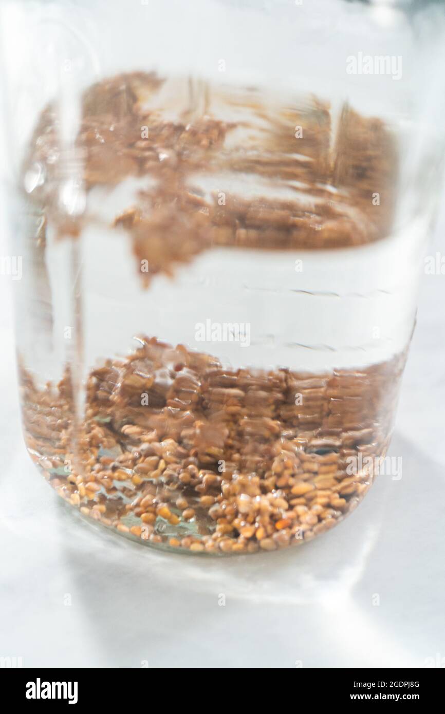 Day 1. Growing organic sprouts in a mason jar with sprouting lid on the ...