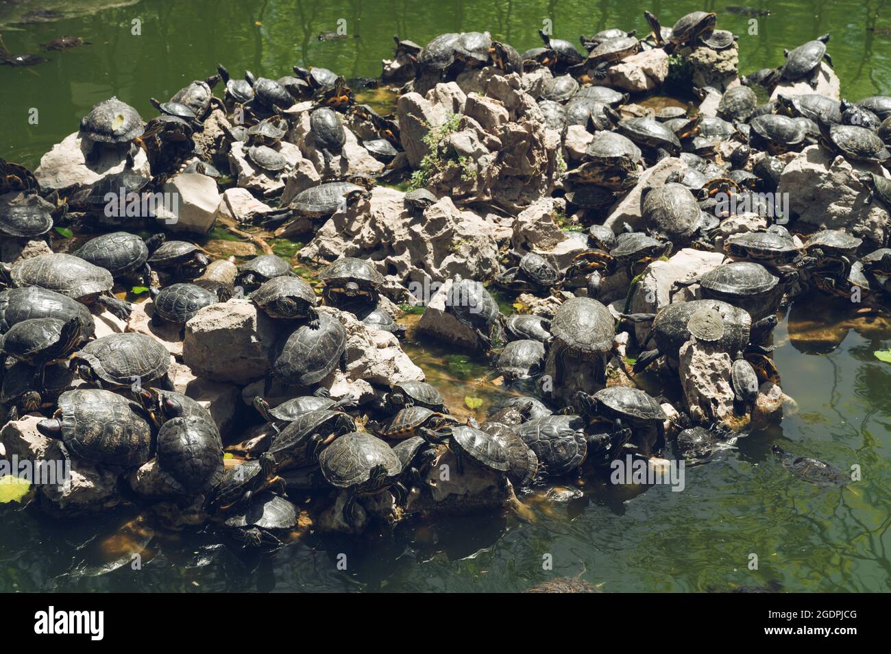 A lot of turtles on a stone island in a pond in the National garden of  Athens. Wildlife Stock Photo - Alamy