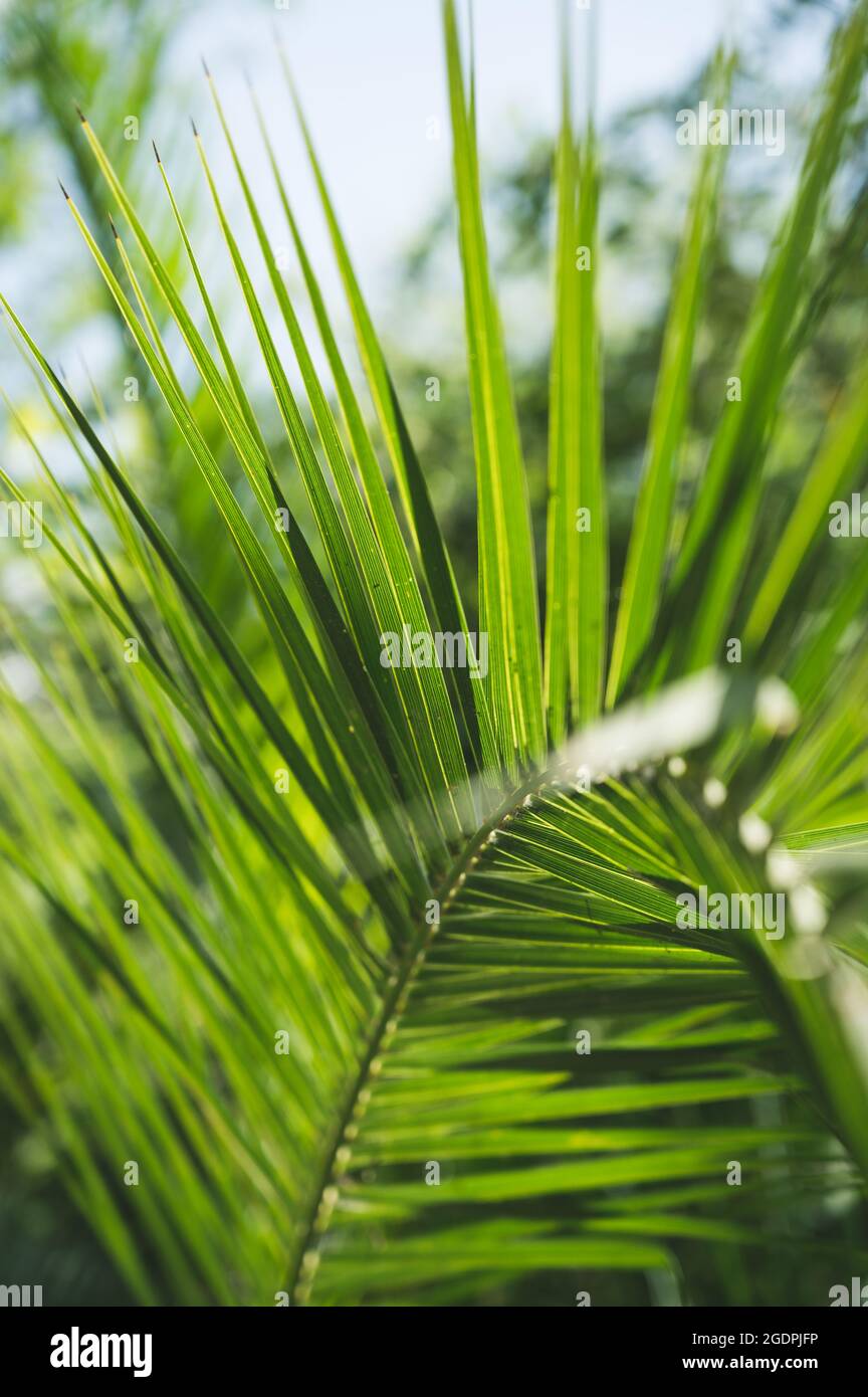 Palm tree natural tropical hi-res stock photography and images - Alamy