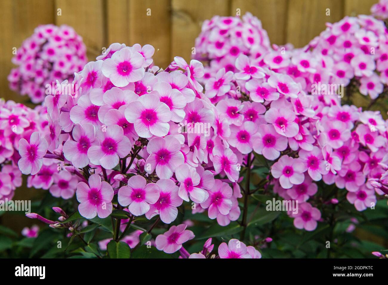 Pink Phlox, family Polemoniaceae, in a garden border over summer Stock Photo