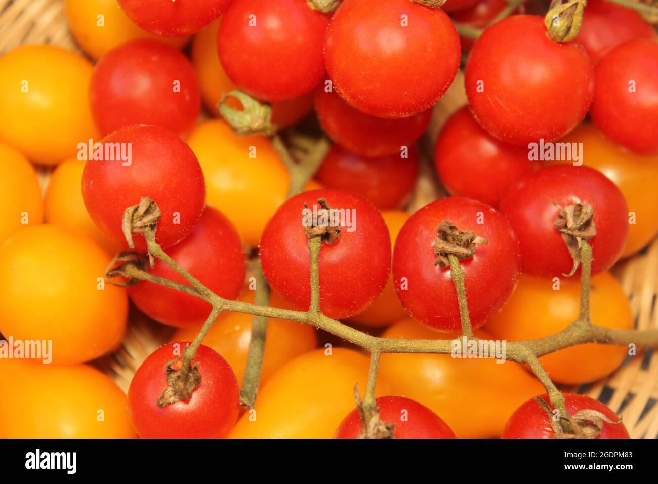 Summer Harvest of Red and Yellow Cherry Tomatoes Stock Photo - Alamy