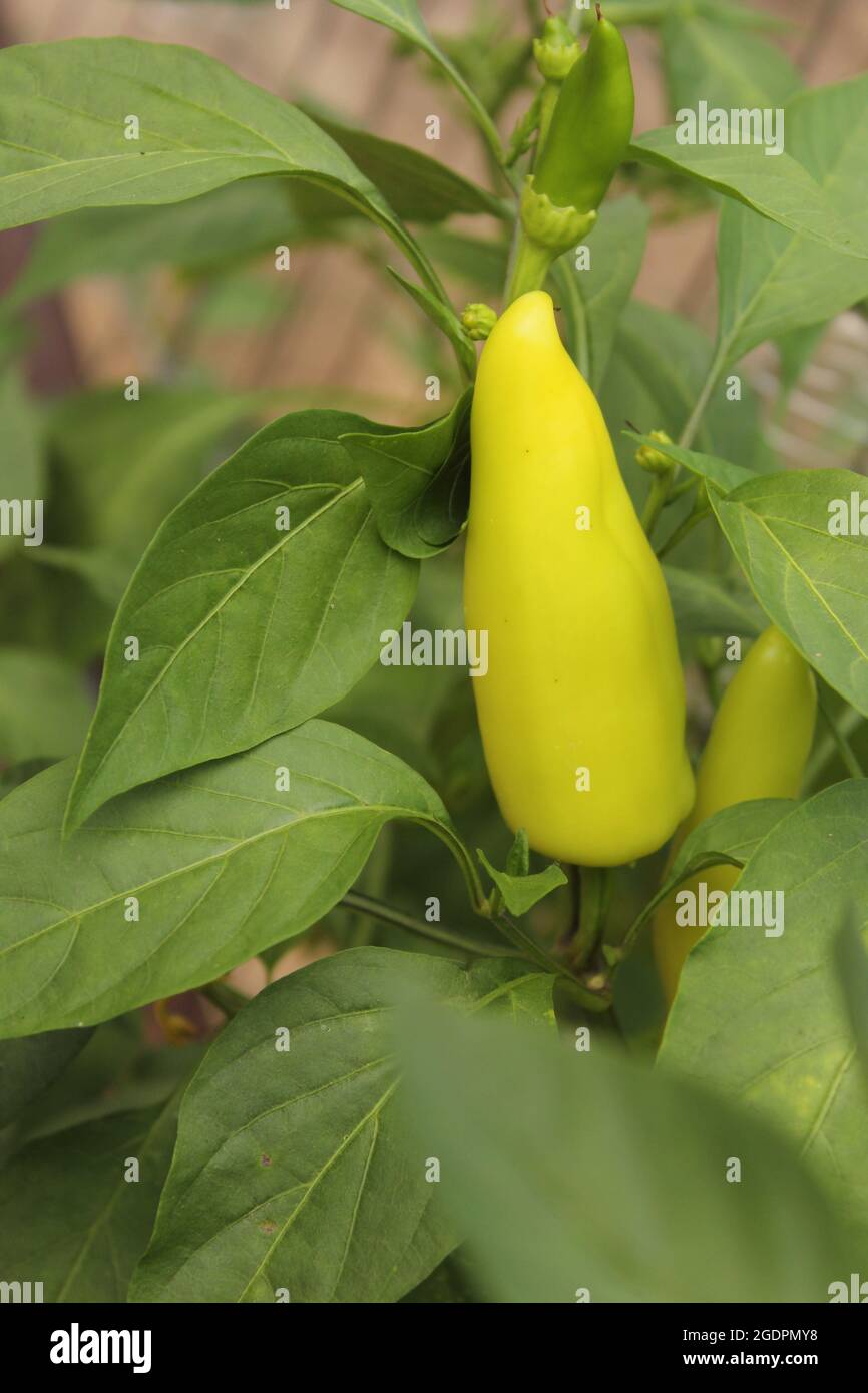 Hungarian Wax Pepper Growing on Plant Stock Photo Alamy