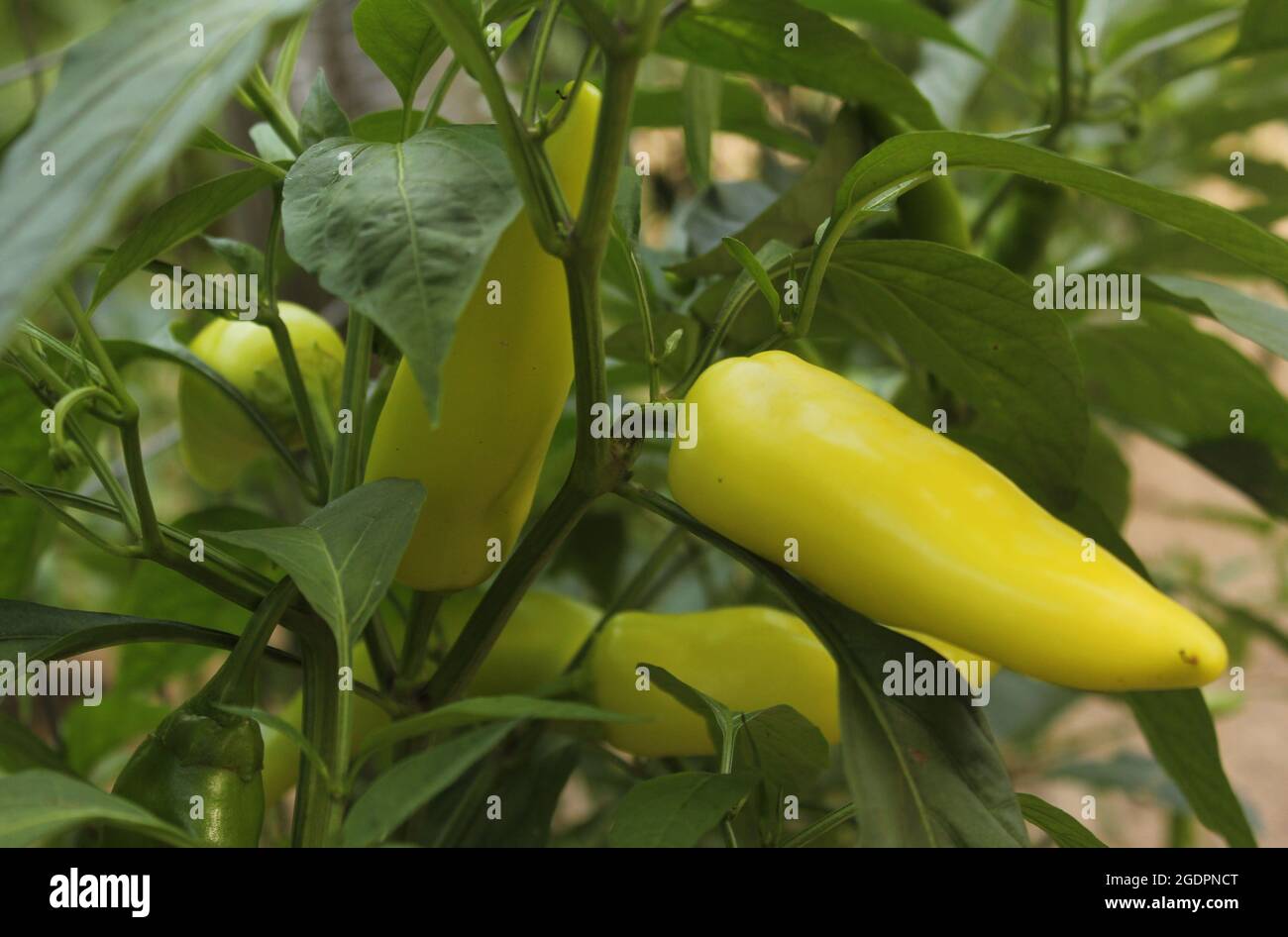 Hungarian Wax Pepper Growing on Plant Stock Photo Alamy