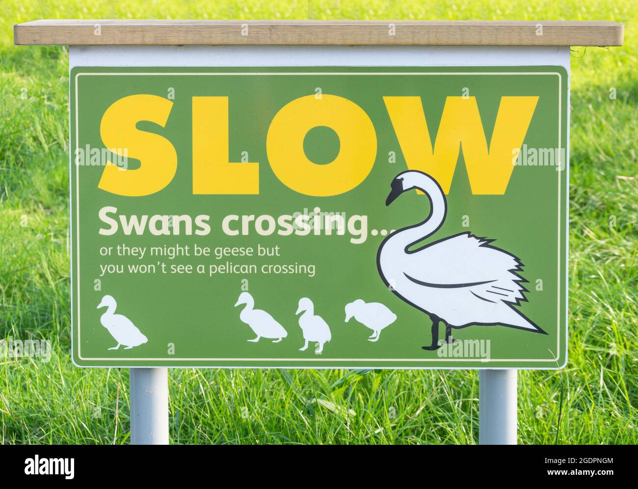 'Slow, swans crossing' sign, Pond on Green, Barnes, London Borough of Richmond upon Thames, Greater London, England, United Kingdom Stock Photo