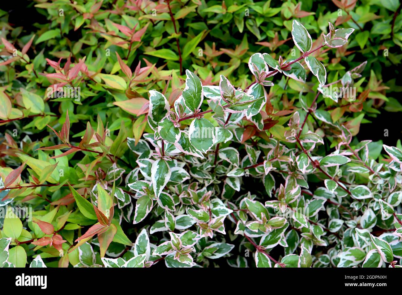 Abelia ‘Magic Daydream’ glossy abelia Magic Daydream – glossy mid green leaves with cream margins and pink tinges, red stems,  July, England, UK Stock Photo