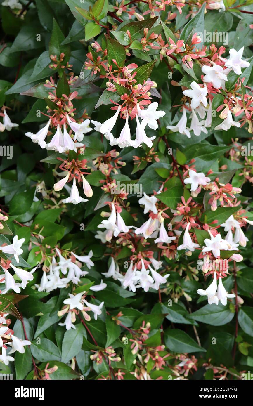 Abelia x grandiflora ‘Prostrate White’ Abelia Prostrate White – glossy mid green leaves with cream margins, red stems,  July, England, UK Stock Photo