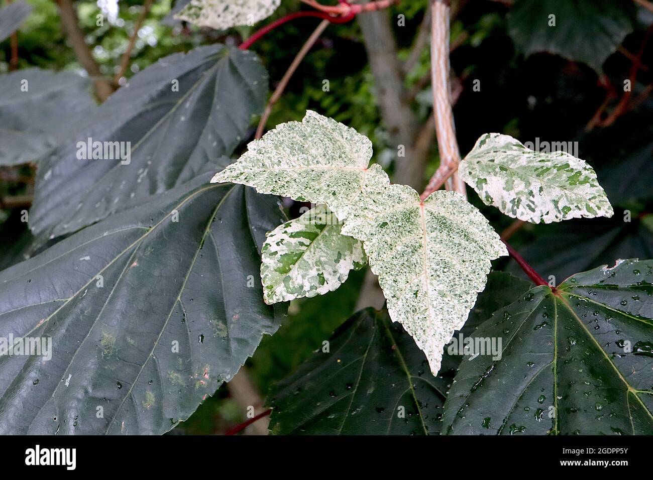 Acer x conspicuum ‘Red Flamingo’  maple Red Flamingo – dark green and cream leaves splashed and mottled with pink, red stems,  July, England, UK Stock Photo