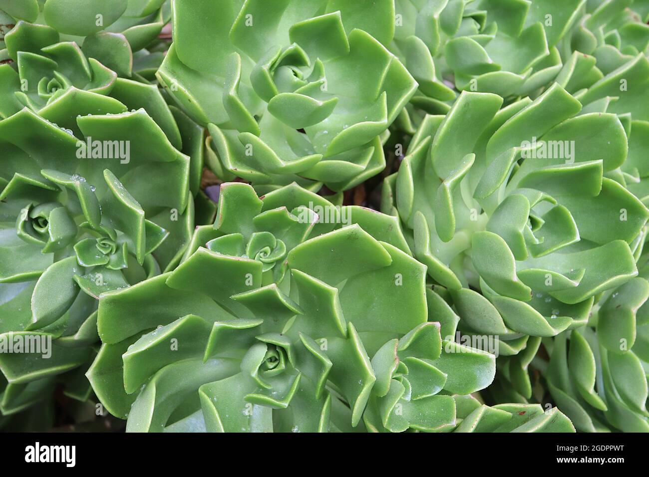 Aeonium volkeri rosette clusters of pointed incurved spoon-shaped fresh green leaves, July, England, UK Stock Photo