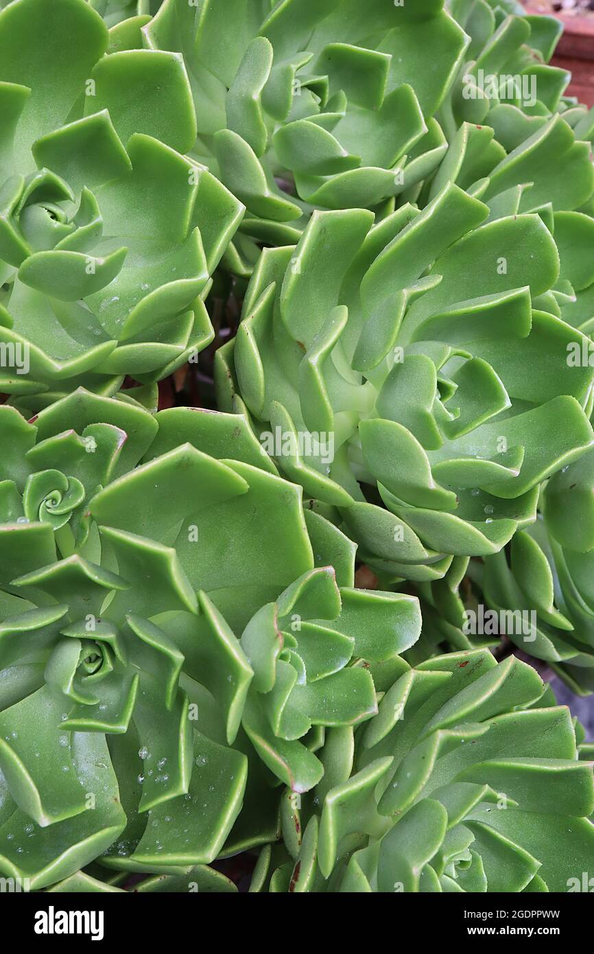 Aeonium volkeri rosette clusters of pointed incurved spoon-shaped fresh green leaves, July, England, UK Stock Photo