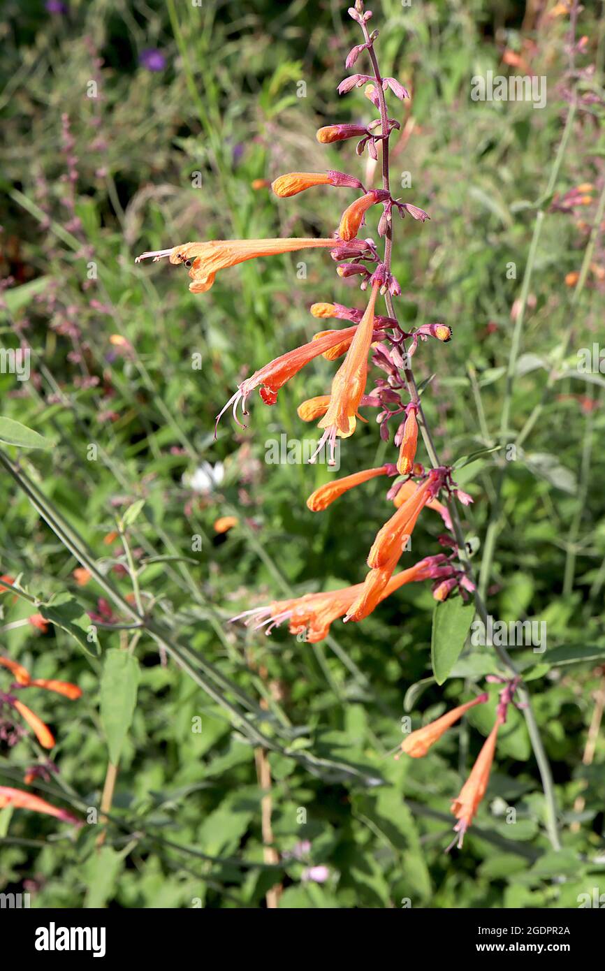 Agastache aurantiaca ‘Navajo Sunset’ Giant hyssop Navajo Sunset