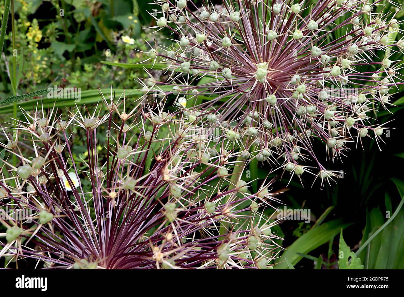 Allium x christophii ‘Purple Rain’ Allium Purple Rain - spherical umbel of narrow purple star-shaped flowers on tall stem,  July, England, UK Stock Photo