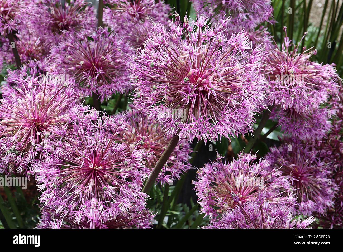 Allium jesdianum ‘Early Emperor’ spherical umbels of star-shaped violet flowers on tall stems,  July, England, UK Stock Photo