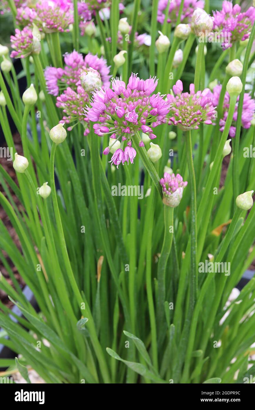 Allium ‘Millenium’ spherical umbels of bell-shaped deep pink flowers on short stems,  July, England, UK Stock Photo