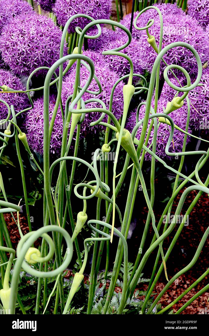 Allium sativum var ophiroscoridon Serpent garlic / rocambole – coiled and twisting mid green stems,  July, England, UK Stock Photo