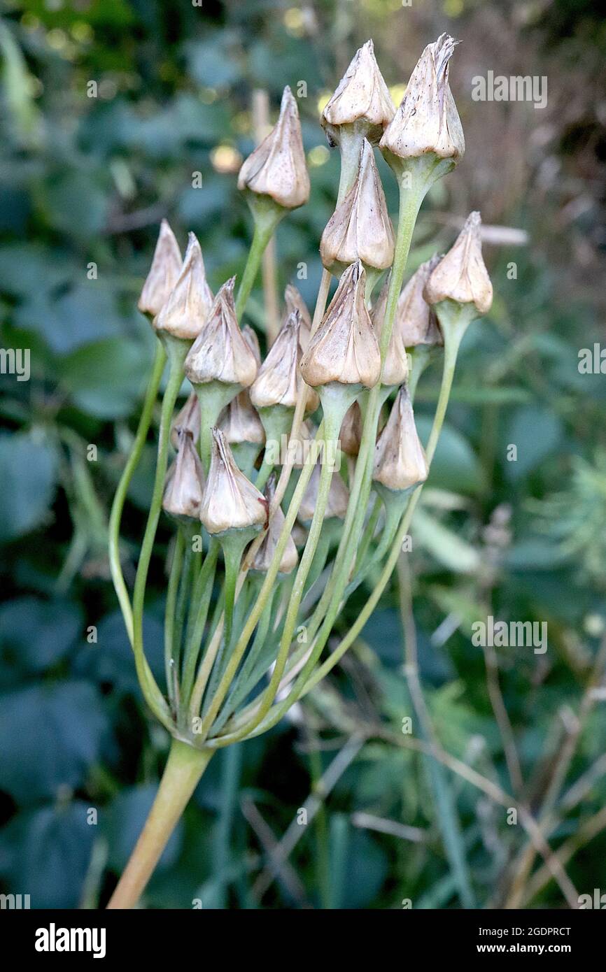 Allium / Nectaroscordum siculum Sicilian honey garlic – erect cluster of light brown seed heads,  July, England, UK Stock Photo