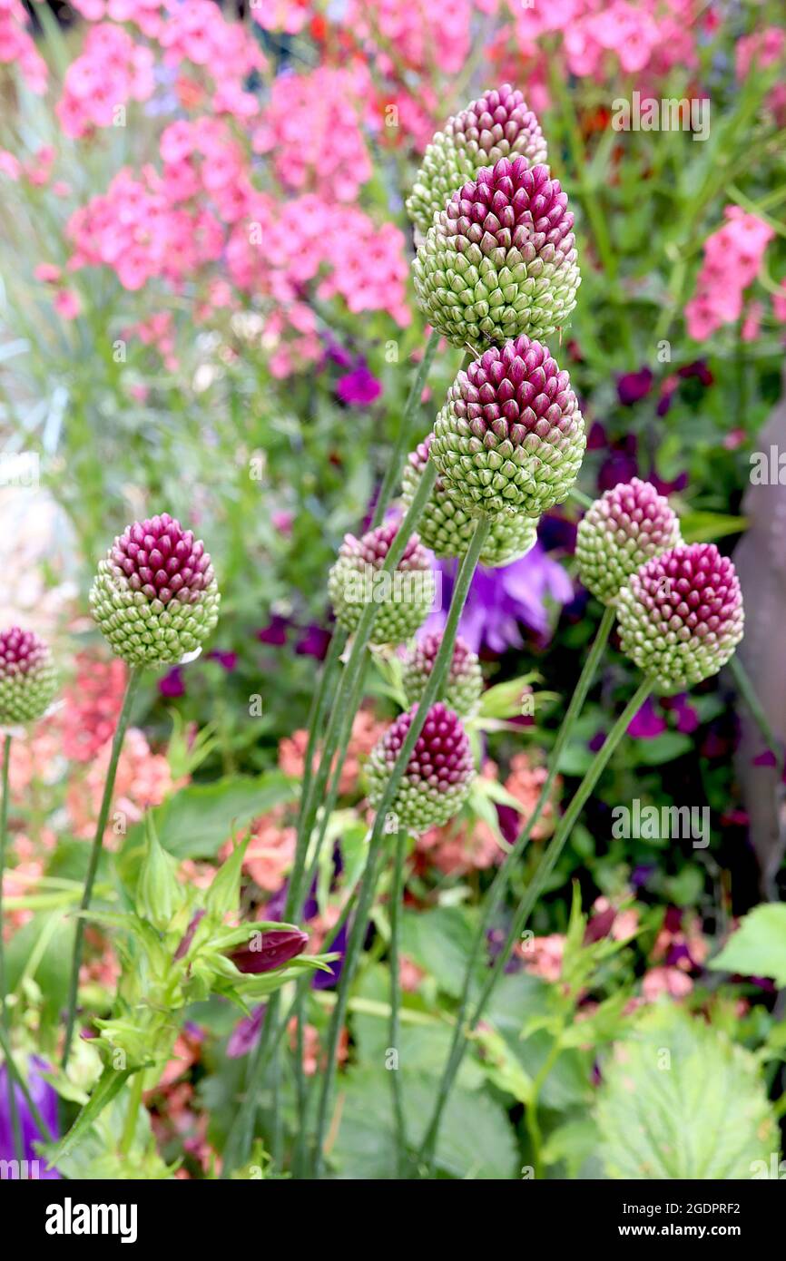 Allium sphaerocephalon drumstick allium – dense egg-shaped cluster of deep purple flowers, July, England, UK Stock Photo