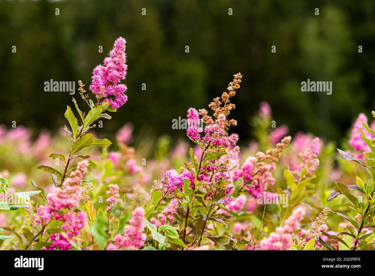 Spiraea splendens, Rose Meadowsweet Stock Photo Alamy