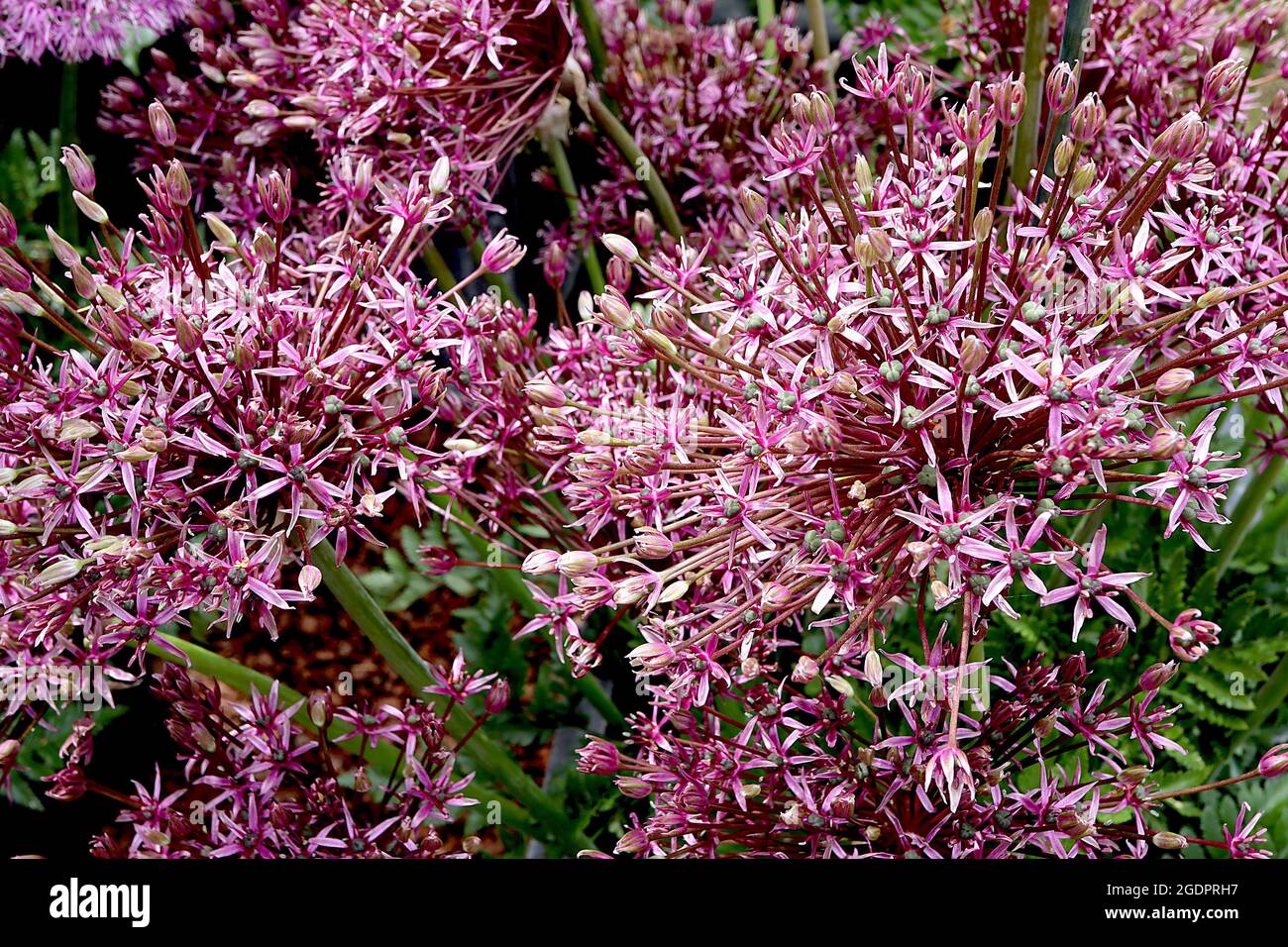 Allium ‘Spider’ base spherical umbel of rose star-shaped flowers with elongated stalks,  July, England, UK Stock Photo