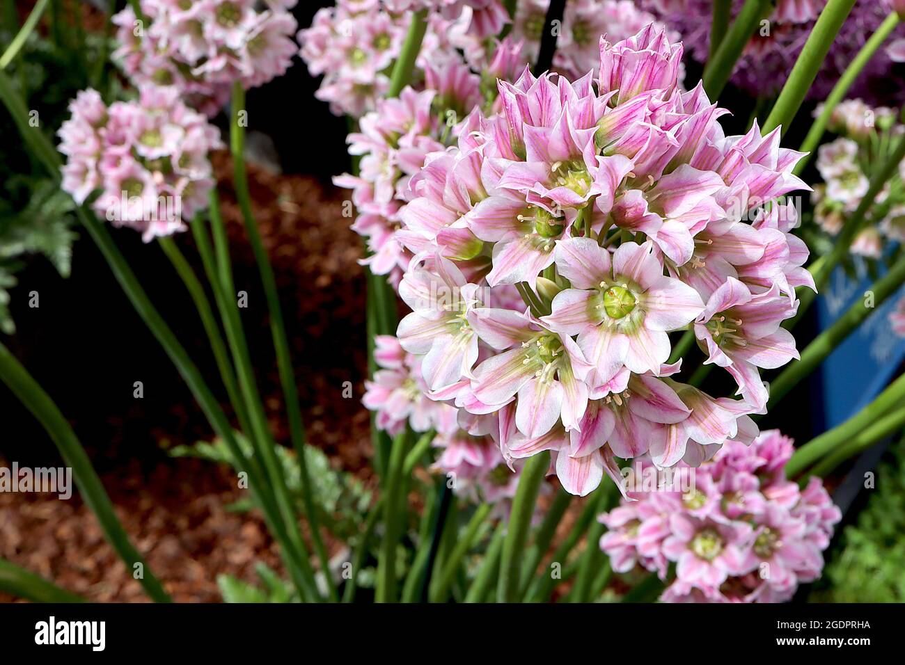 Allium tripedale  Nectaroscordum Tripedale – spherical cluster of white bell-shaped flowers with pink markings on tall thick stems,  July, England, UK Stock Photo
