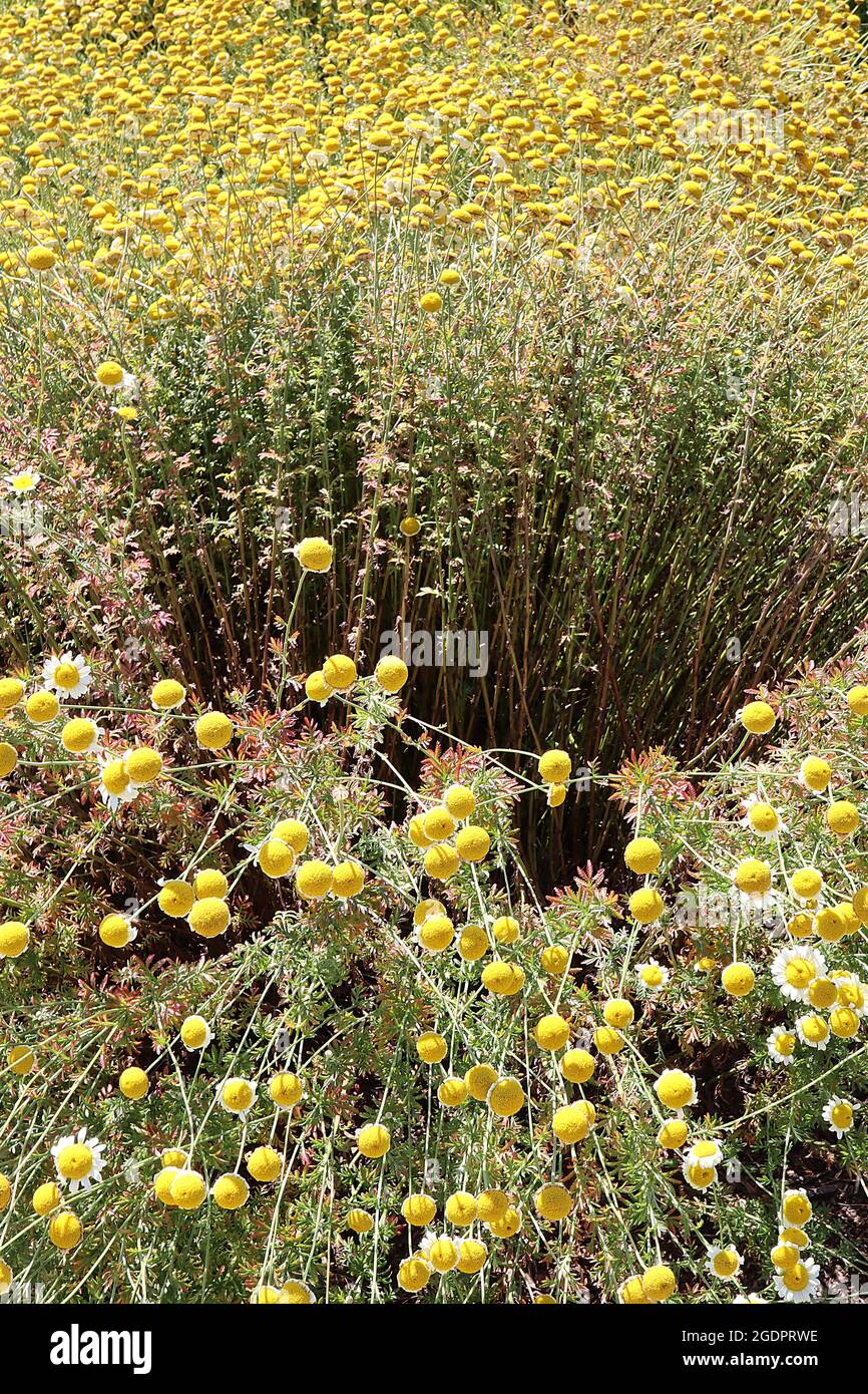 Anthemis tinctoria ‘Sauce Hollandaise’ Dyer’s chamomile Sauce