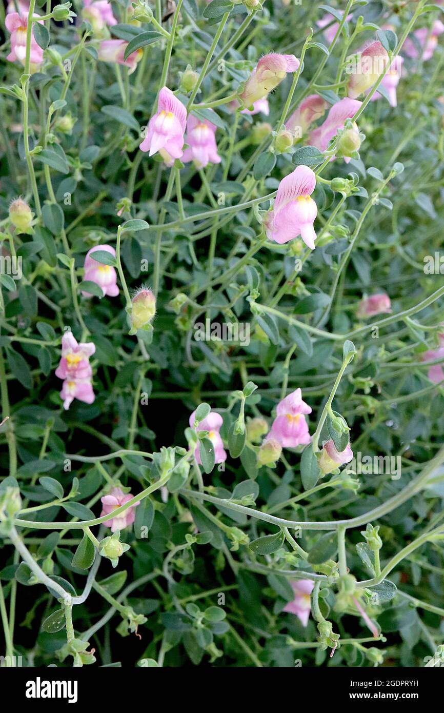 Antirrhinum charidemi snapdragon Charidemi – widely spaced clusters of medium pink flowers with purple veins and yellow white palate,  July, England, Stock Photo