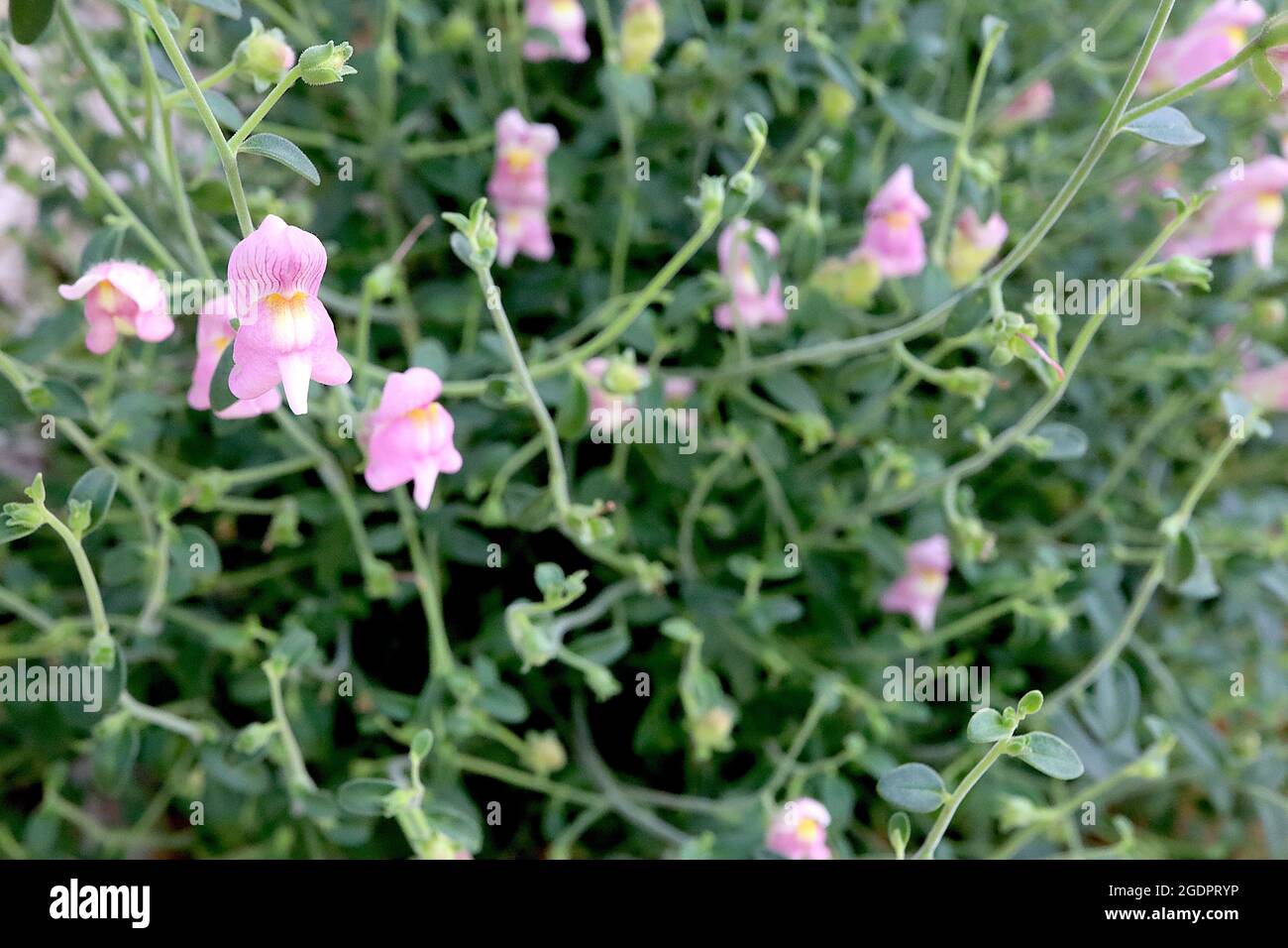 Antirrhinum charidemi snapdragon Charidemi – widely spaced clusters of medium pink flowers with purple veins and yellow white palate,  July, England, Stock Photo