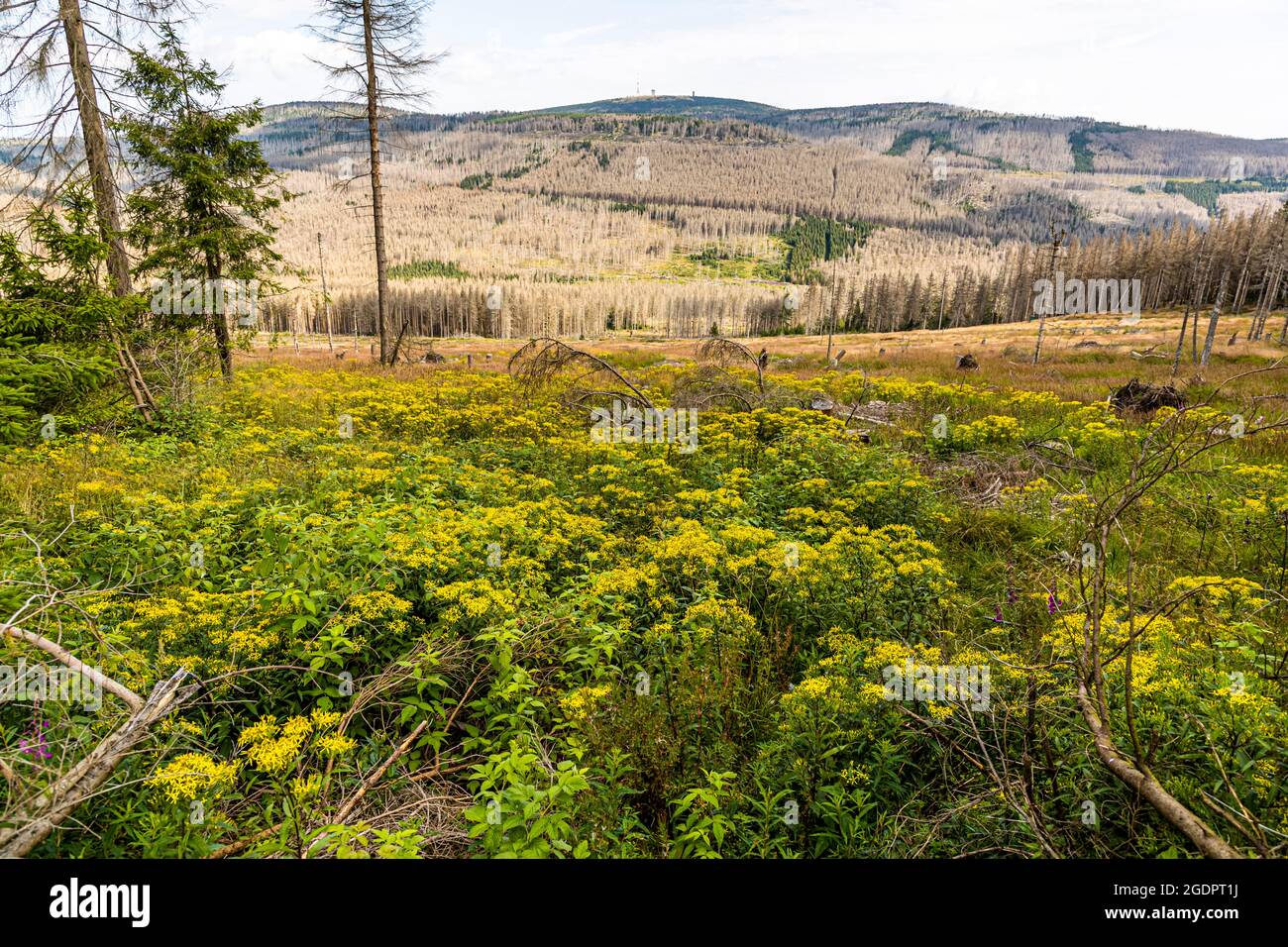 Forest dieback at the Brocken in the Harz Mountains, Germany Stock Photo