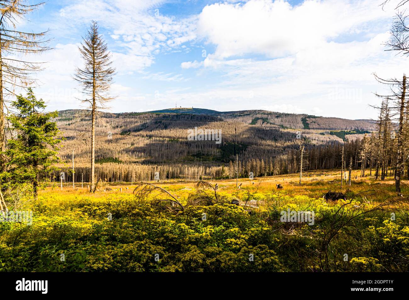 Forest dieback at the Brocken in the Harz Mountains, Germany Stock Photo