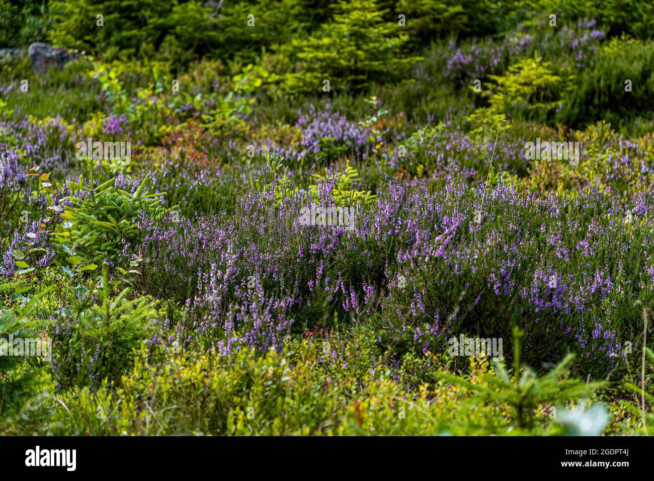 Heather and blueberries near Braunlage, Germany Stock Photo