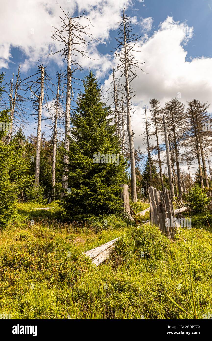 Forest dieback in the Harz Mountains near Braunlage, Germany Stock Photo