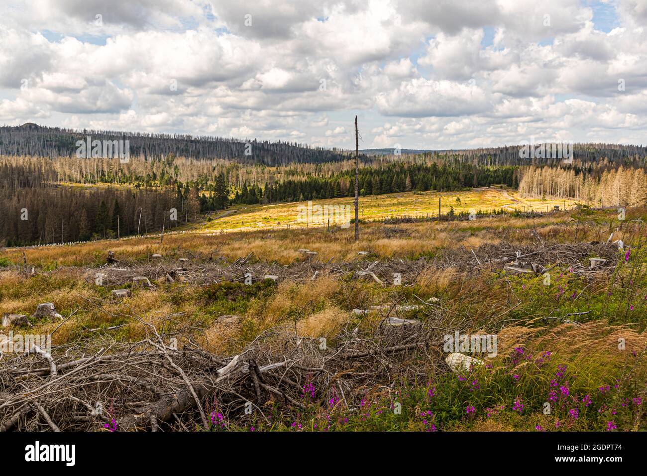 Forest dieback at the Bodebruch raised bog near Braunlage, Germany Stock Photo