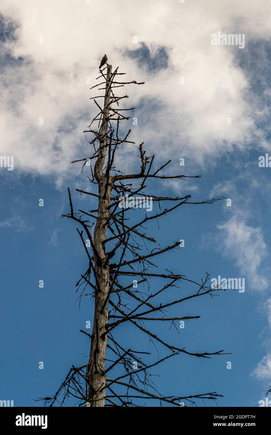 Forest dieback in the Harz Mountains near Braunlage, Germany Stock Photo