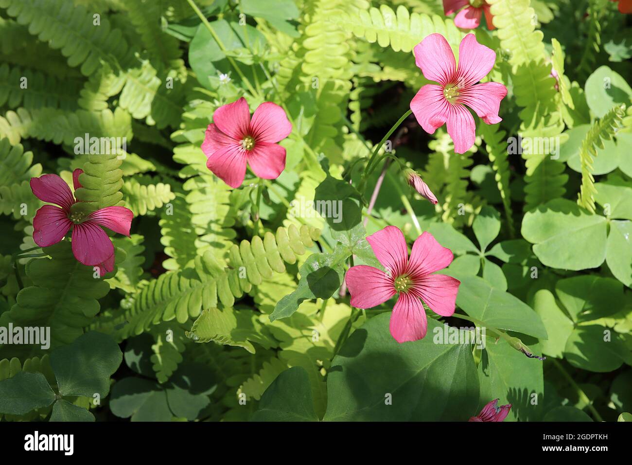 Blechnum penna-marina alpine water fern – pinnate fresh green fronds  Oxalis rosea pink woodsorrell – deep pink salver-shaped flowers,  July, England, Stock Photo