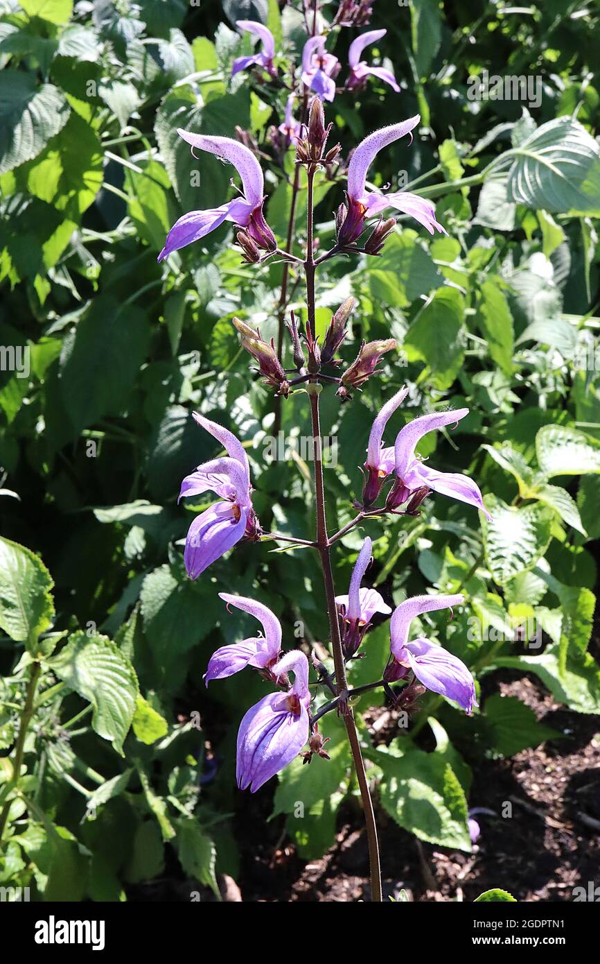 Brillantaisia nyanzarum ‘Burkill’ Tropical giant salvia – salvia-like flowers with large lower violet lip veined purple and white tubular hook above, Stock Photo