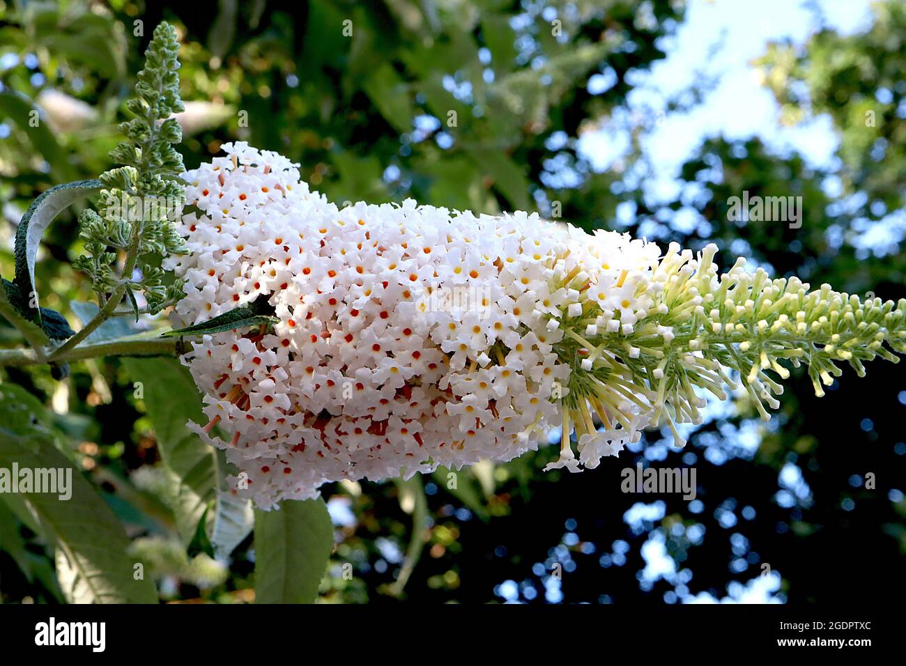 Buddleja davidii ‘White Profusion’ butterfly bush White Profusion - long conical cluster of tiny white flowers with orange centre, July, England, UK Stock Photo