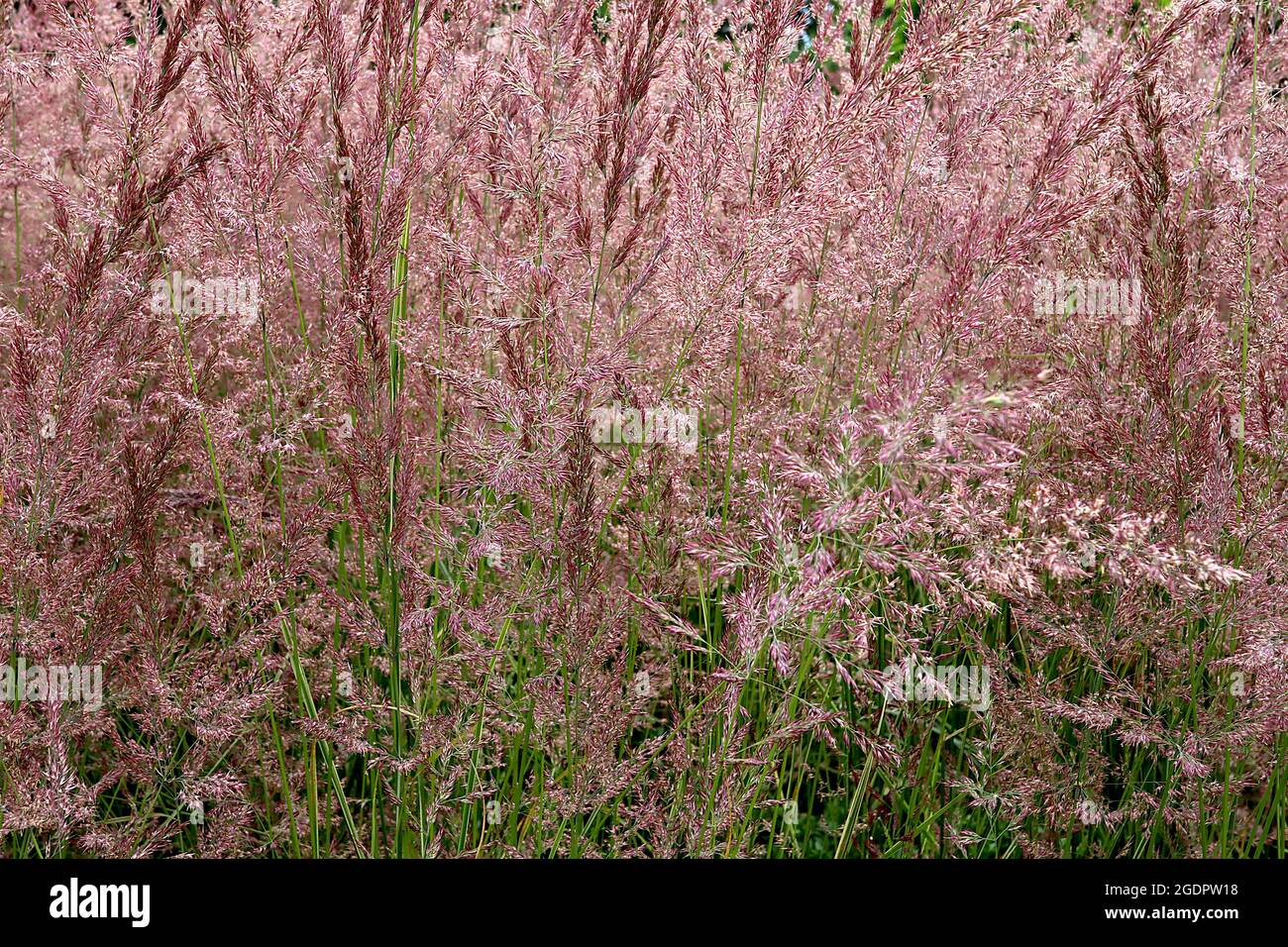 Calamagrostis x acutfilora ‘Karl Foerster’ feather reed grass Karl Foerster – feathery plumes of purple flower panicles on tall fresh green stems, Stock Photo