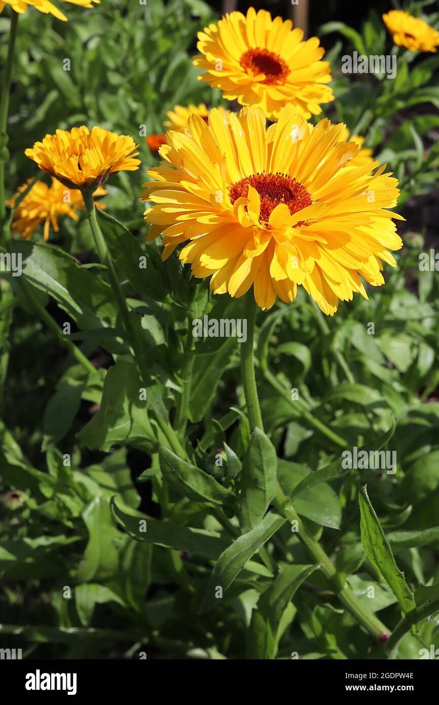 Calendula officinalis ‘Bulls Eye’ pot marigold Bulls Eye yellow