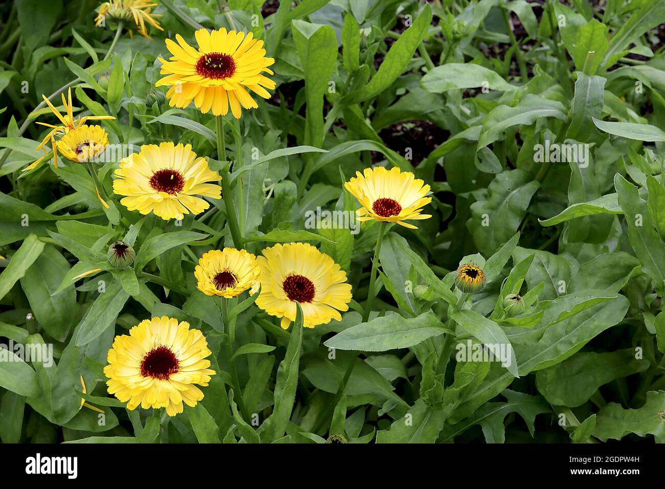 Calendula officinalis ‘Bulls Eye’ pot marigold Bulls Eye yellow