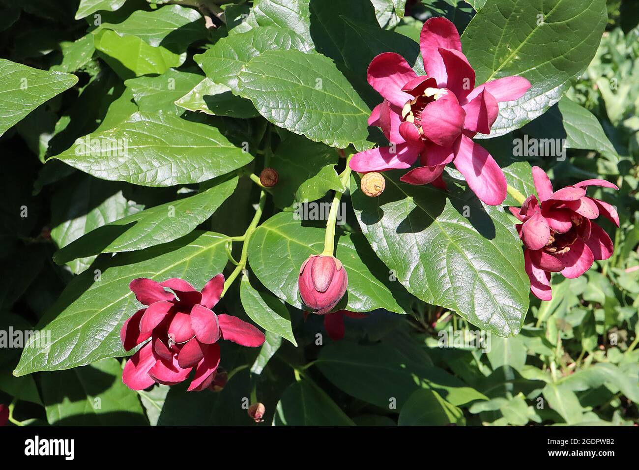 Calycanthus ‘Aphrodite’ sweetshrub Aphrodite large purple red flowers