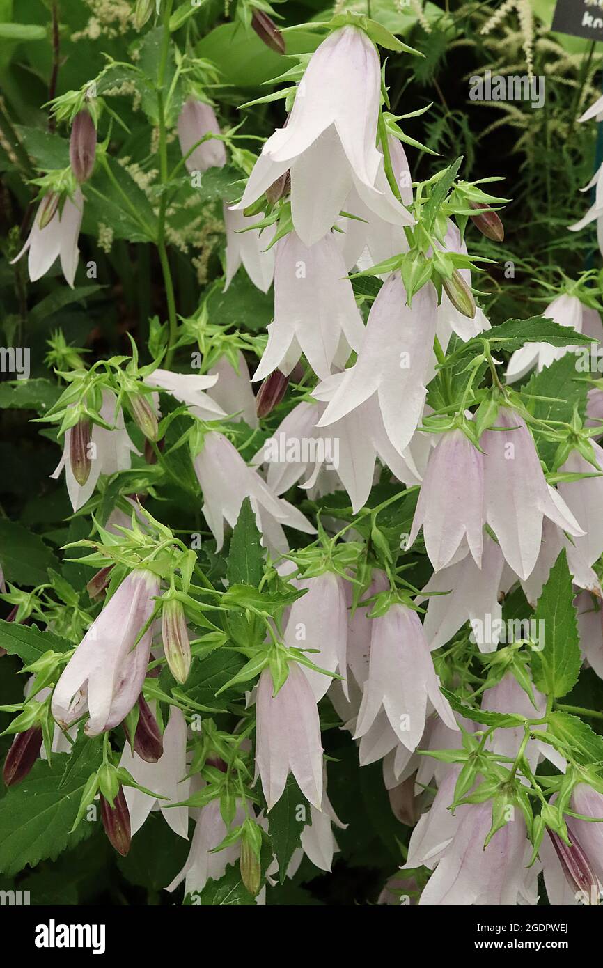 Campanula ‘Iridescent Bells’ Bellflower Iridescent Bells pendulous
